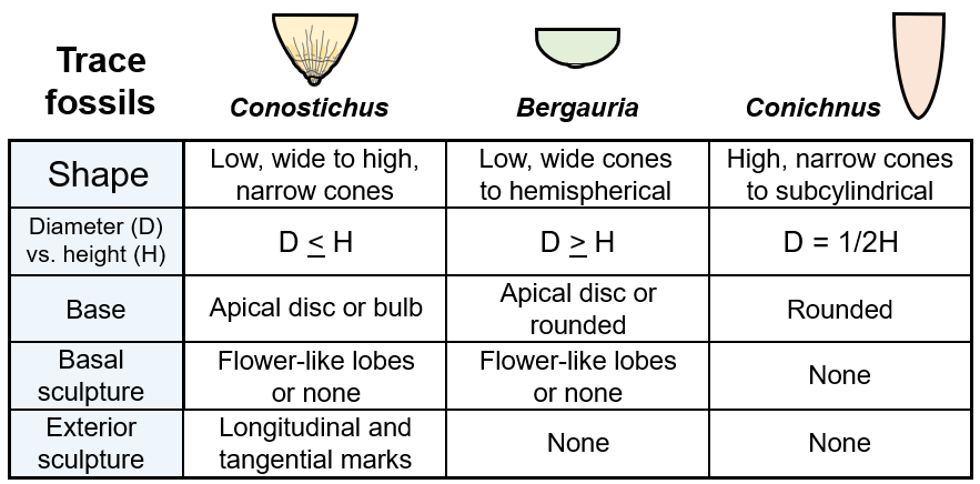 Comparison of cone shaped traces